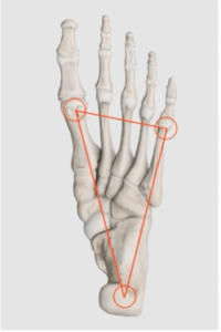 Foot tripod illustration