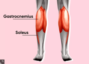 Calf muscles illustration: gastrocnemius and soleus